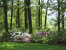 woodland gardens